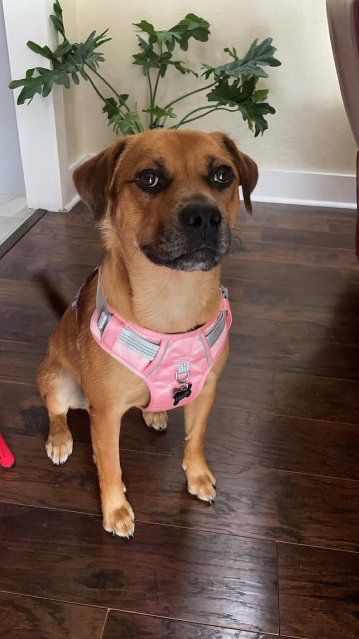Enlarge Maize, a Adoptable mixed breed in Canyon, TX image 1/5