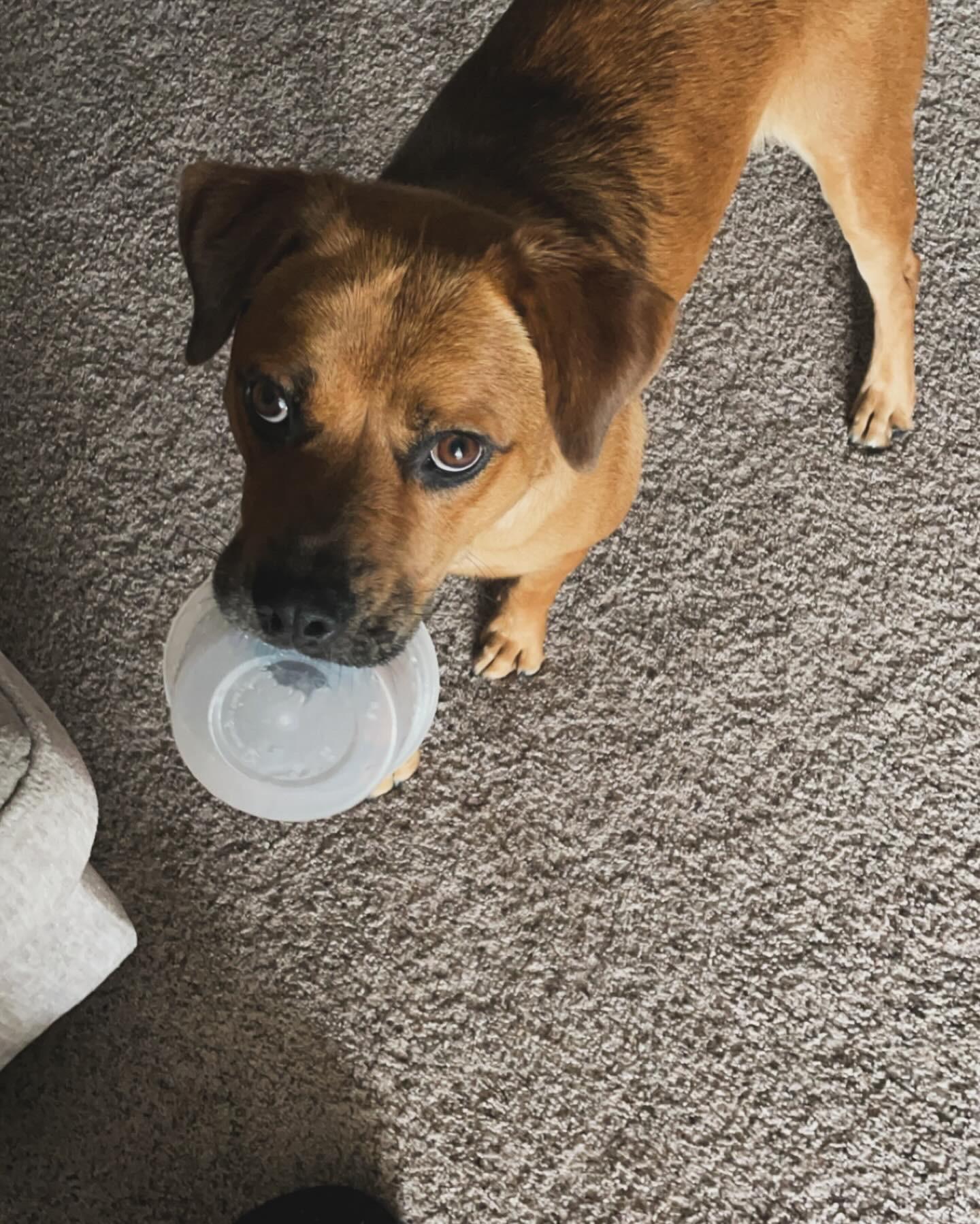 Enlarge Maize, a Adoptable mixed breed in Canyon, TX image 5/5