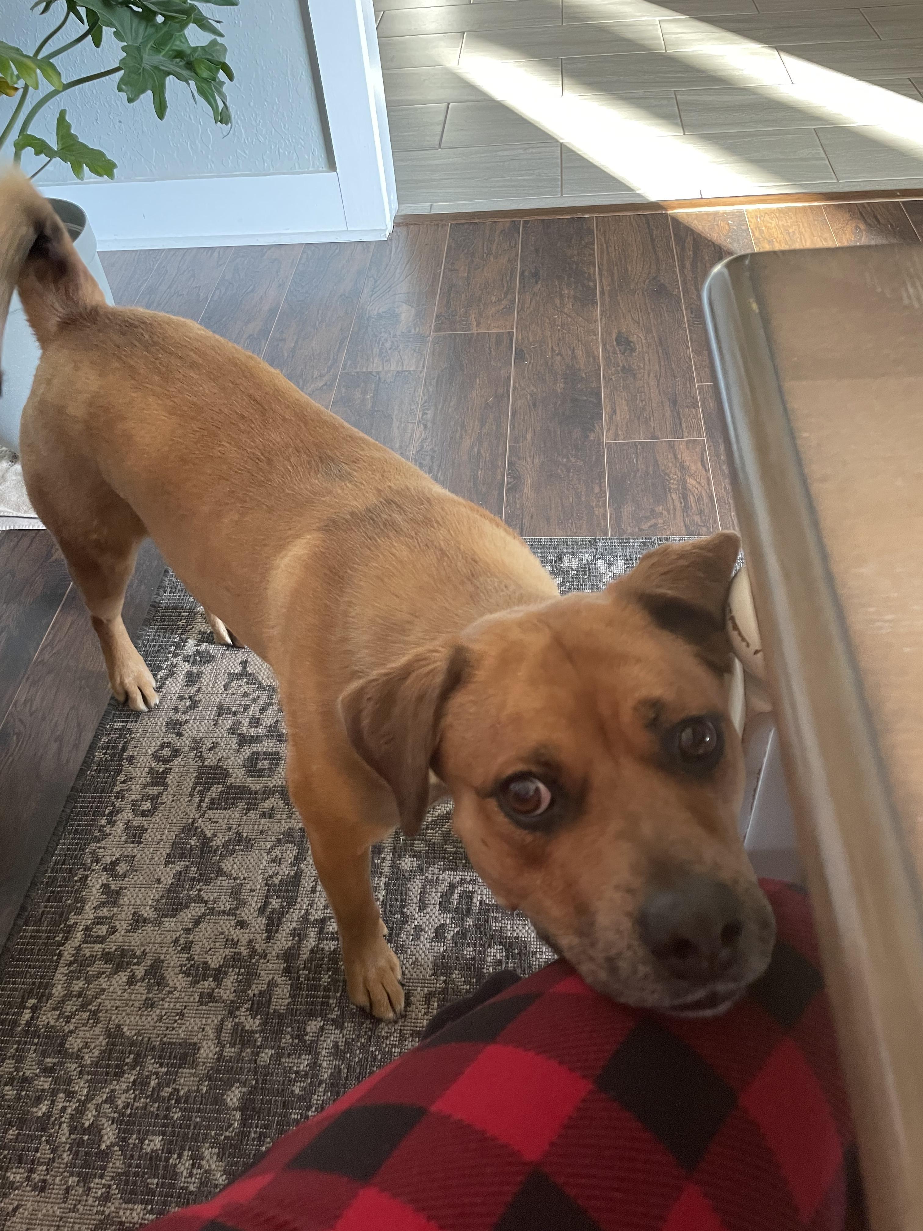 Enlarge Maize, a Adoptable mixed breed in Canyon, TX image 4/5