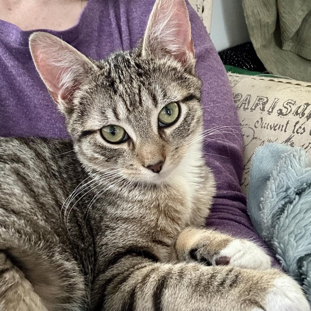 Enlarge Alfie, a Adoptable Domestic Short Hair in Ephrata, PA image 1/6