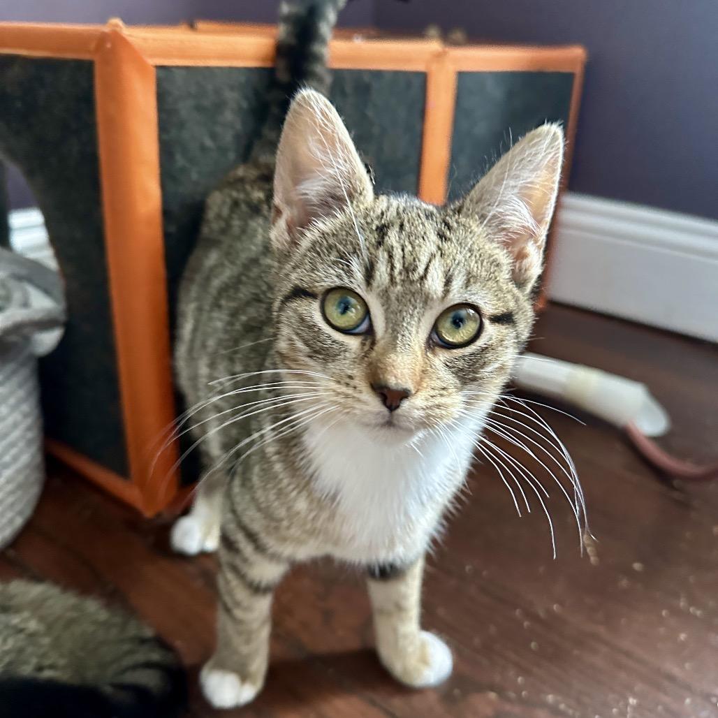 Enlarge Alfie, a Adoptable Domestic Short Hair in Ephrata, PA image 2/6