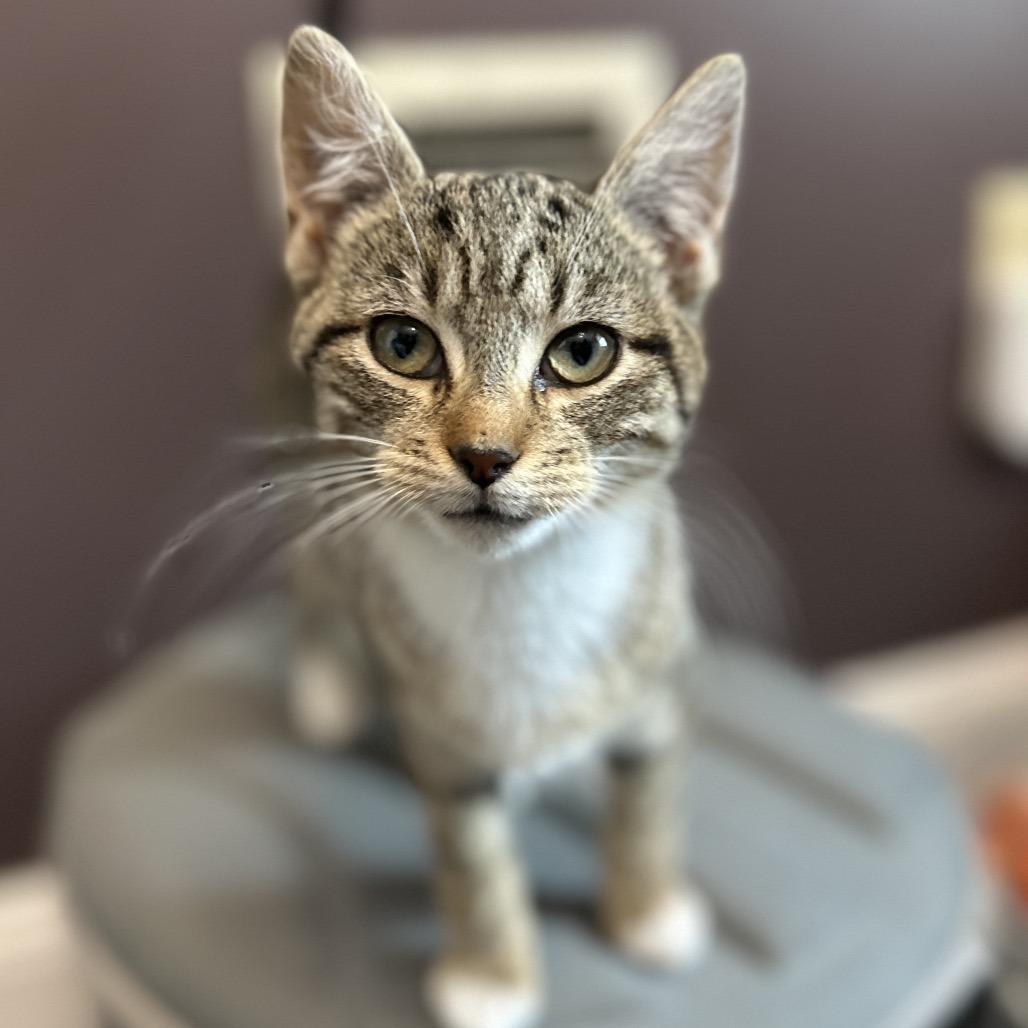 Enlarge Alfie, a Adoptable Domestic Short Hair in Ephrata, PA image 3/6