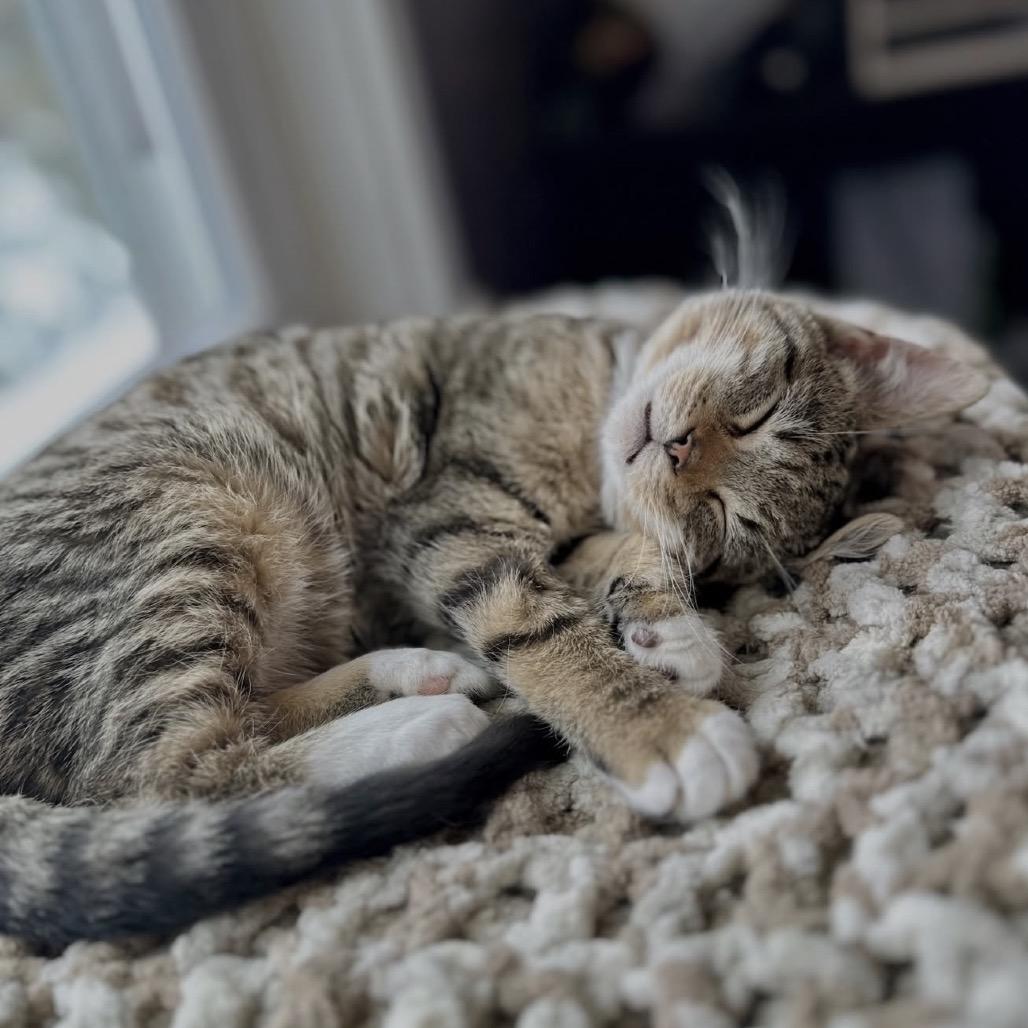 Enlarge Alfie, a Adoptable Domestic Short Hair in Ephrata, PA image 4/6