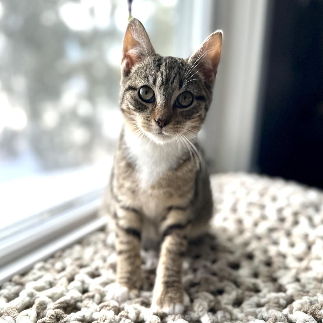 Enlarge Alfie, a Adoptable Domestic Short Hair in Ephrata, PA image 6/6