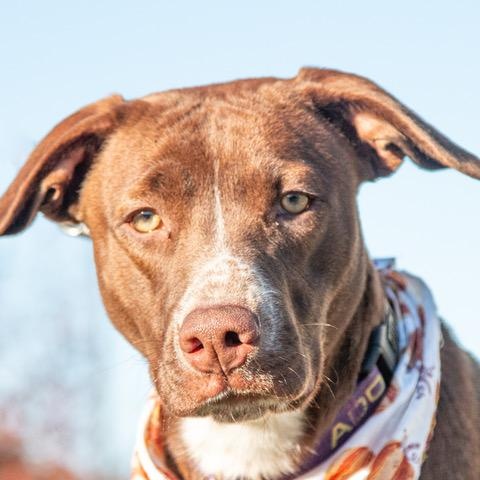 Tipper, ADOPTABLE, Adult Female Border Collie & Pit Bull Terrier.