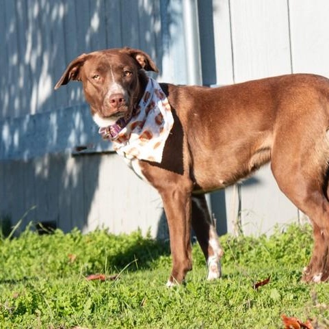 Enlarge Tipper, a ADOPTABLE mixed breed in San Andreas, CA image 2/2