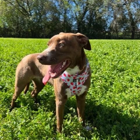 Tipper, a ADOPTABLE mixed breed in San Andreas, CA image 3/3