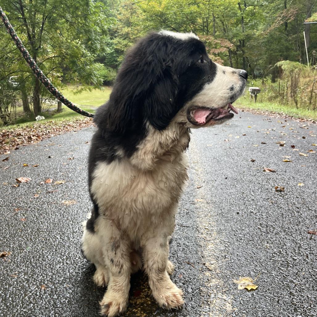 Enlarge Cowboy, a Adoptable Newfoundland Dog in Hayesville, NC image 1/5