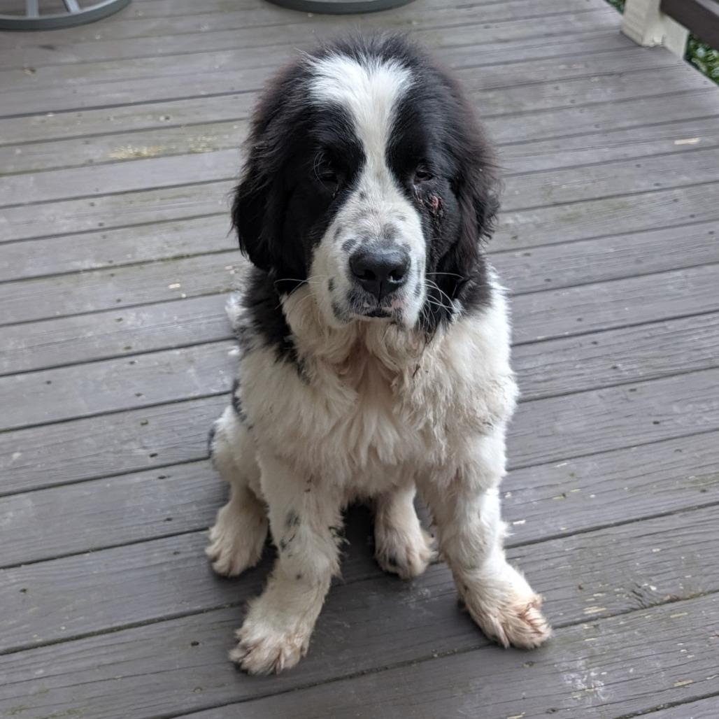 Enlarge Cowboy, a Adoptable Newfoundland Dog in Hayesville, NC image 2/5