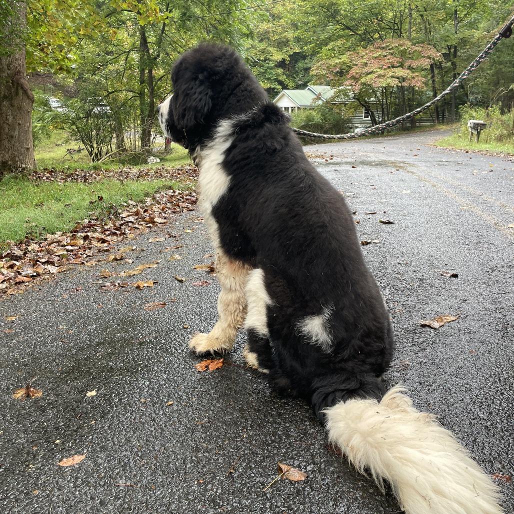 Enlarge Cowboy, a Adoptable Newfoundland Dog in Hayesville, NC image 3/5
