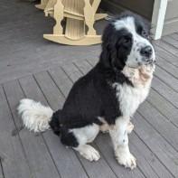 Enlarge Cowboy, a Adoptable Newfoundland Dog in Hayesville, NC image 4/5