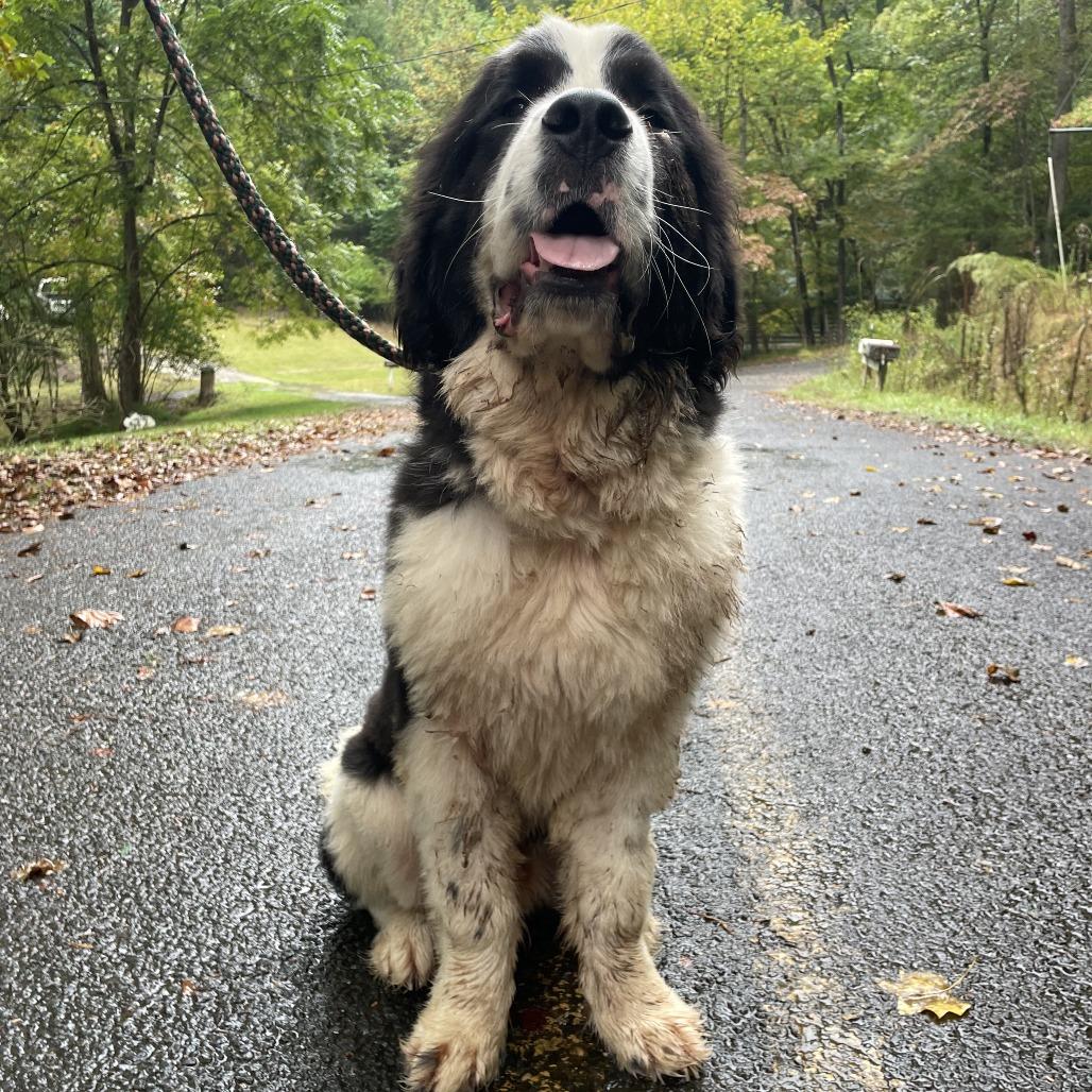 Enlarge Cowboy, a Adoptable Newfoundland Dog in Hayesville, NC image 5/5