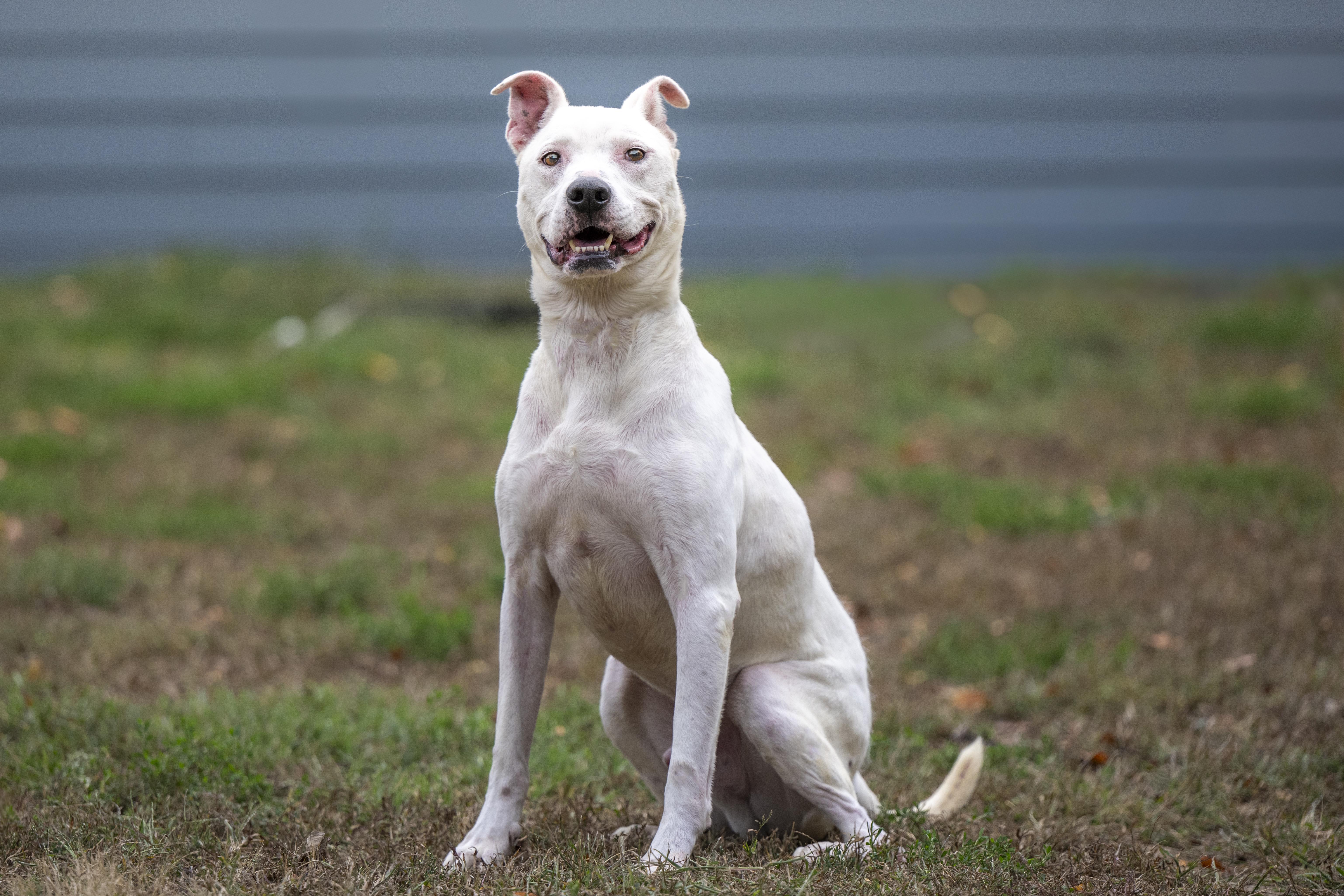 Enlarge Tibbet, a Adoptable mixed breed in Terre Haute, IN image 1/1