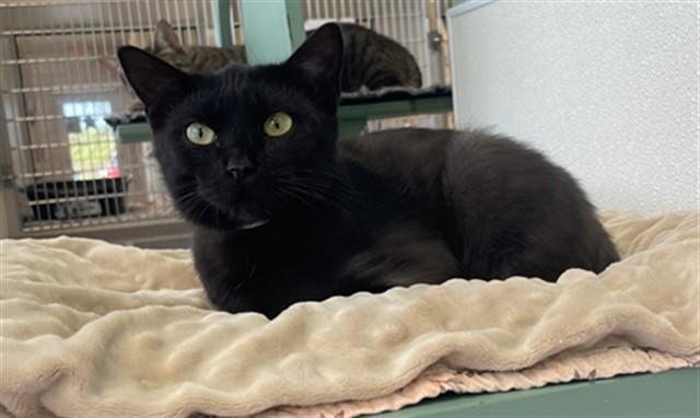 ORNAMENT, Adoptable, Young Female Domestic Short Hair.