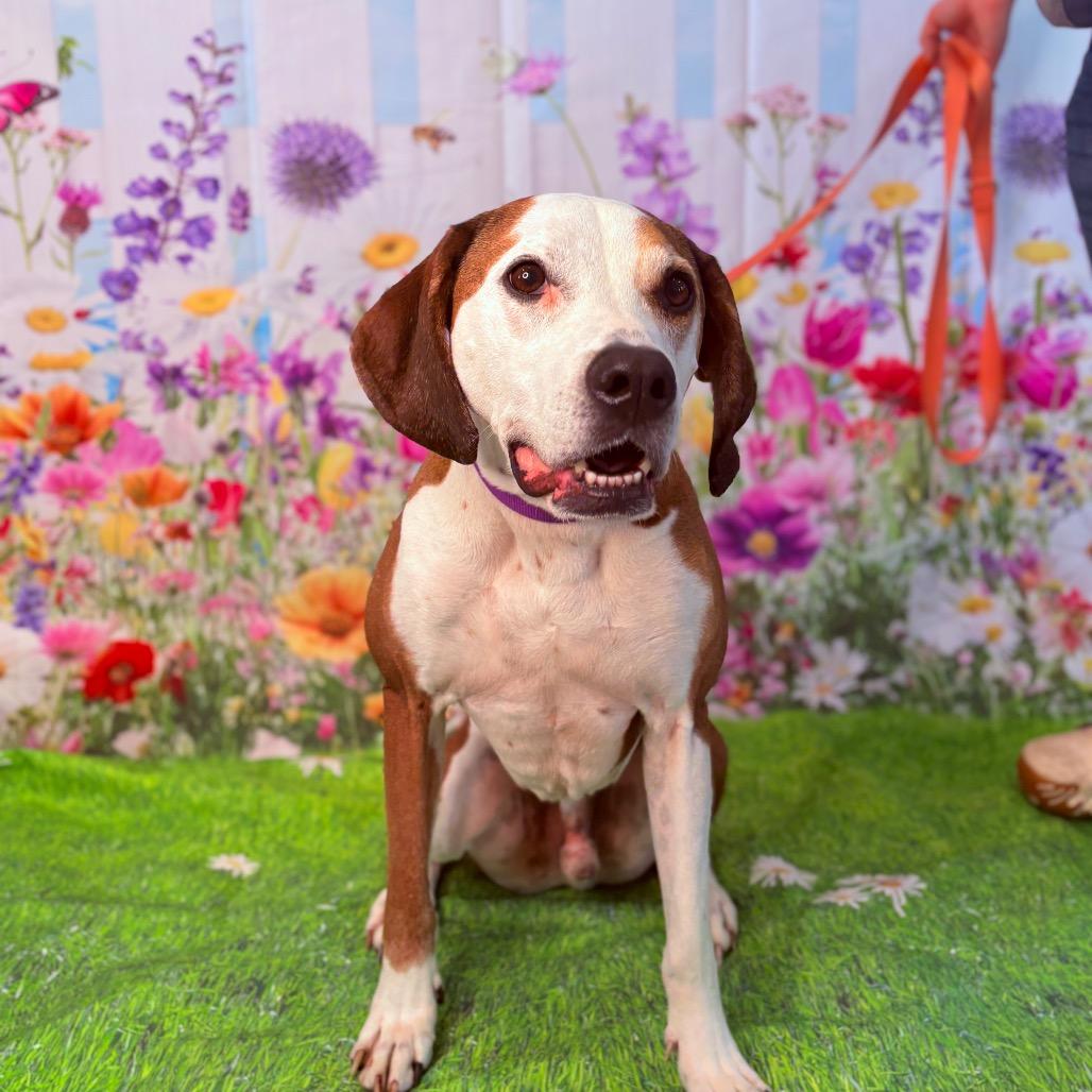 Enlarge Lincoln , an adoptable mixed breed in Fenton, MI image 3/4