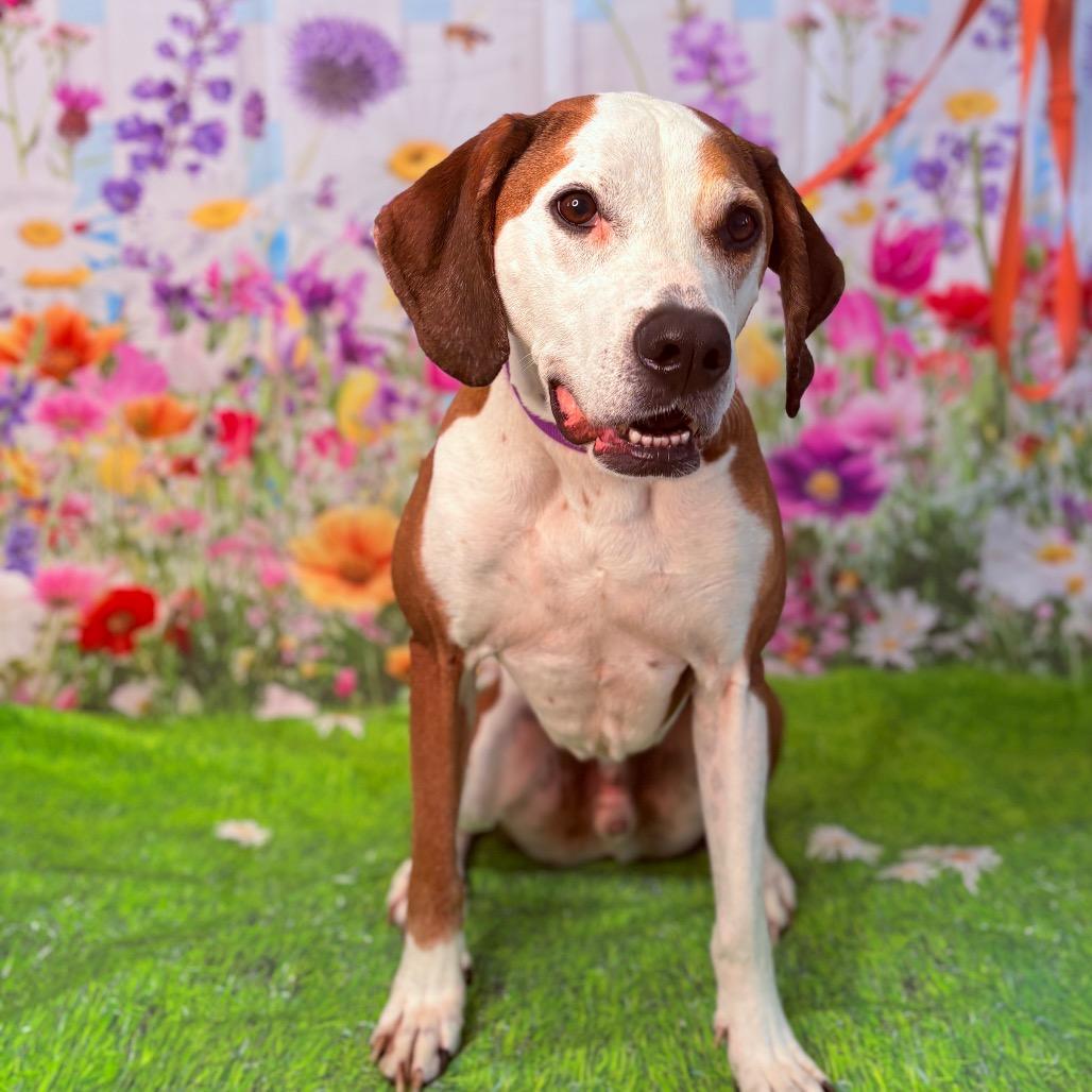 Enlarge Lincoln , an adoptable mixed breed in Fenton, MI image 1/4