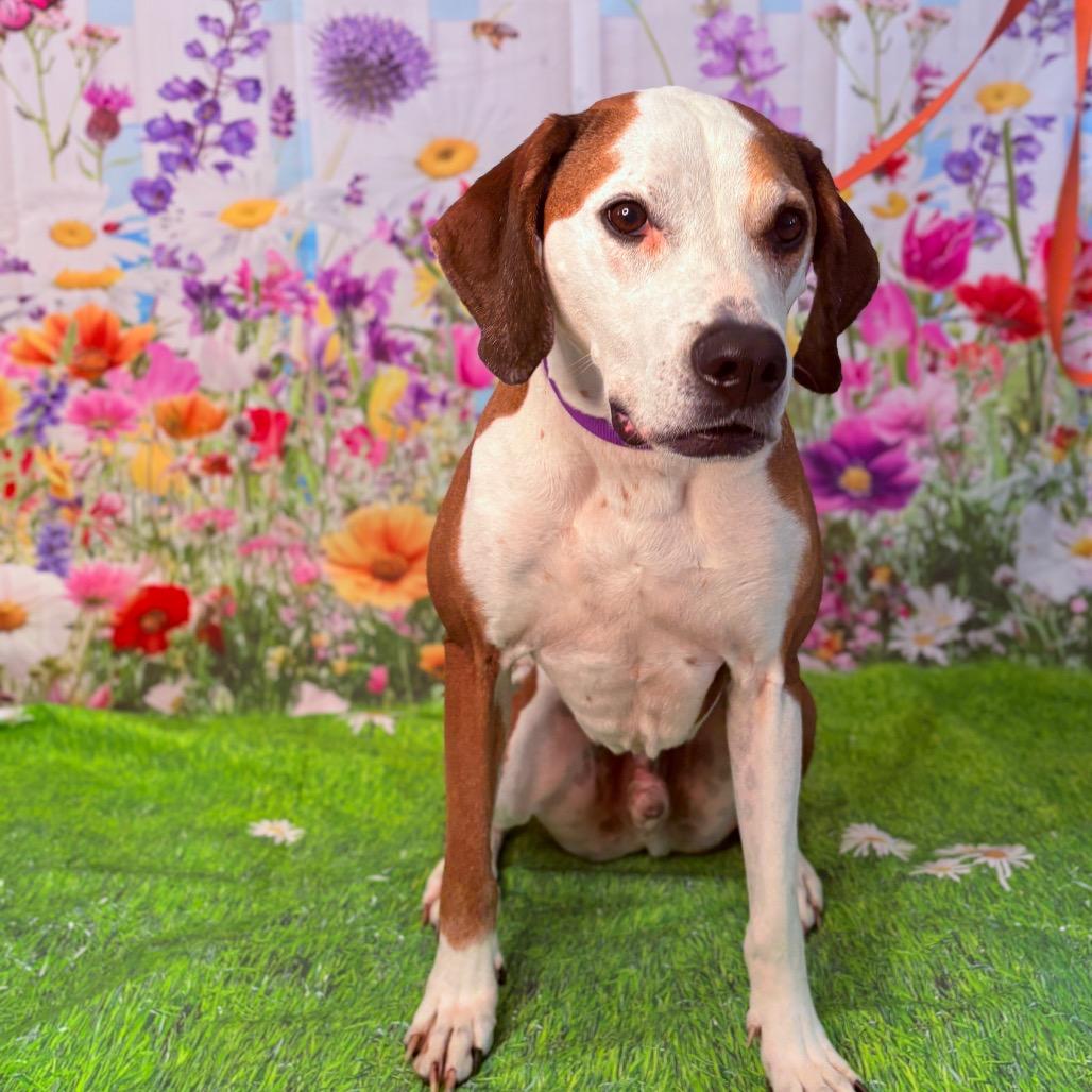 Enlarge Lincoln , an adoptable mixed breed in Fenton, MI image 4/4