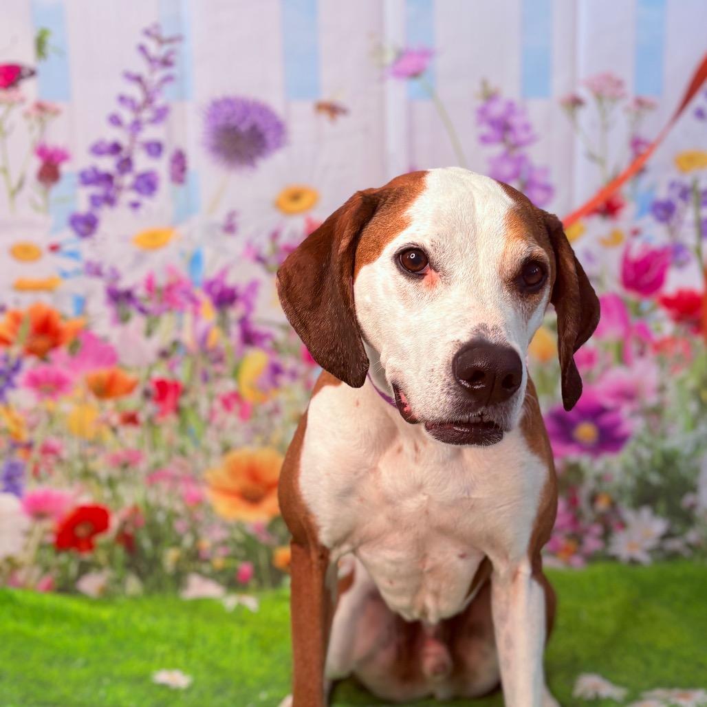 Enlarge Lincoln , an adoptable mixed breed in Fenton, MI image 2/4