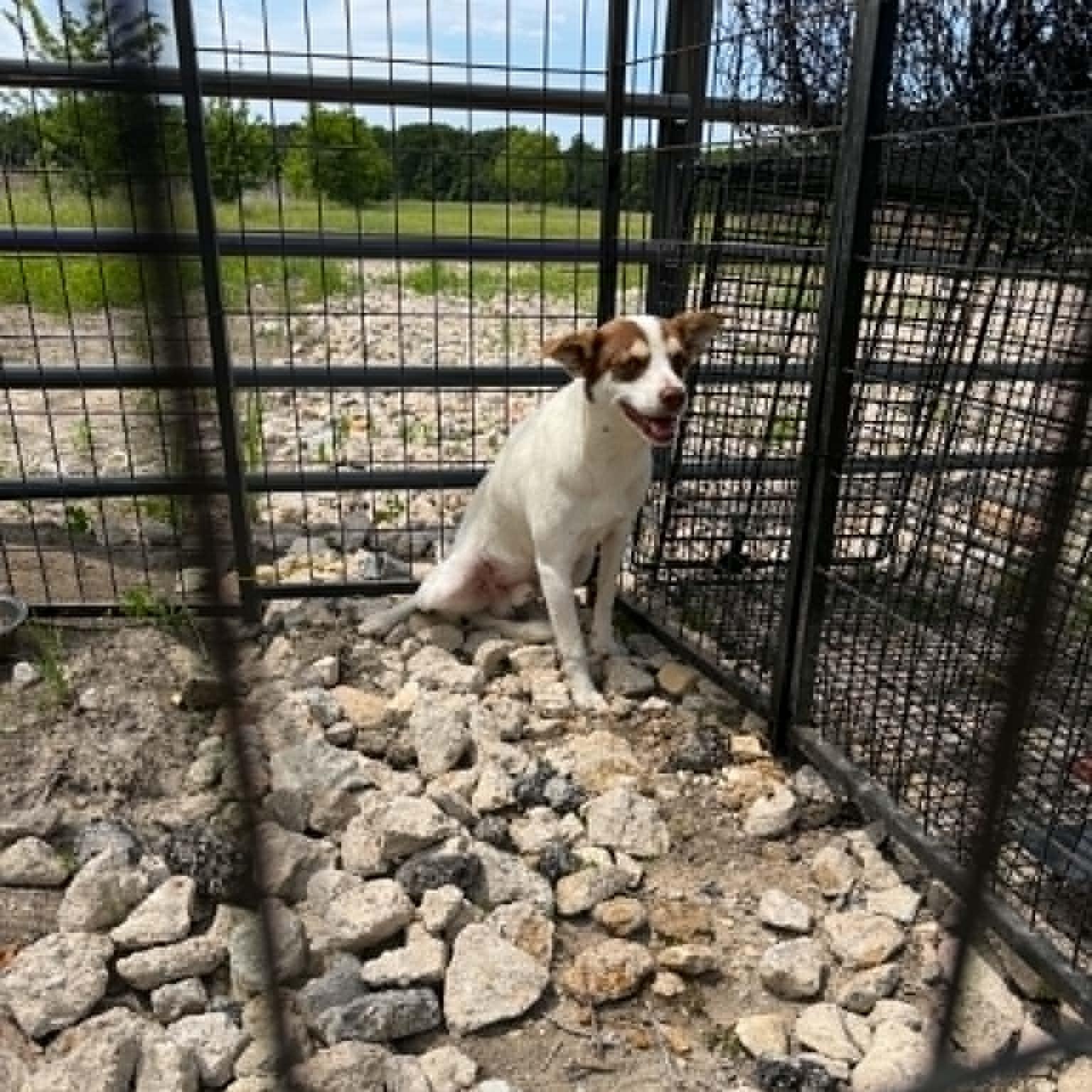 Enlarge RASCAL IS 16 POUNDS, a Adoptable mixed breed in Heath, TX image 3/6