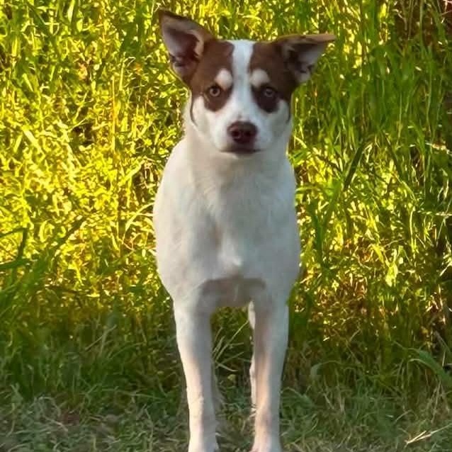 Enlarge RASCAL IS 16 POUNDS, a Adoptable mixed breed in Heath, TX image 4/6