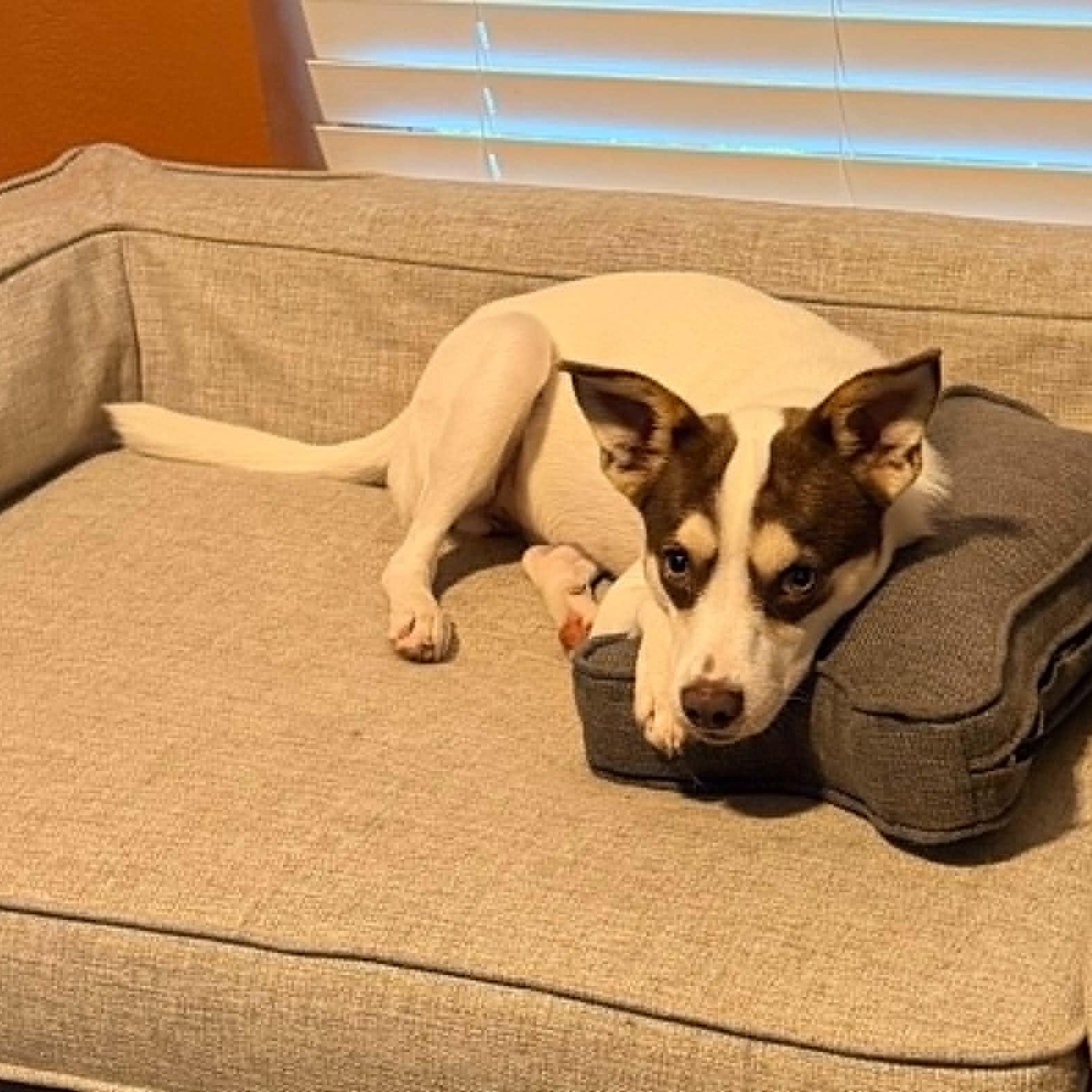 Enlarge RASCAL IS 16 POUNDS, a Adoptable mixed breed in Heath, TX image 5/6
