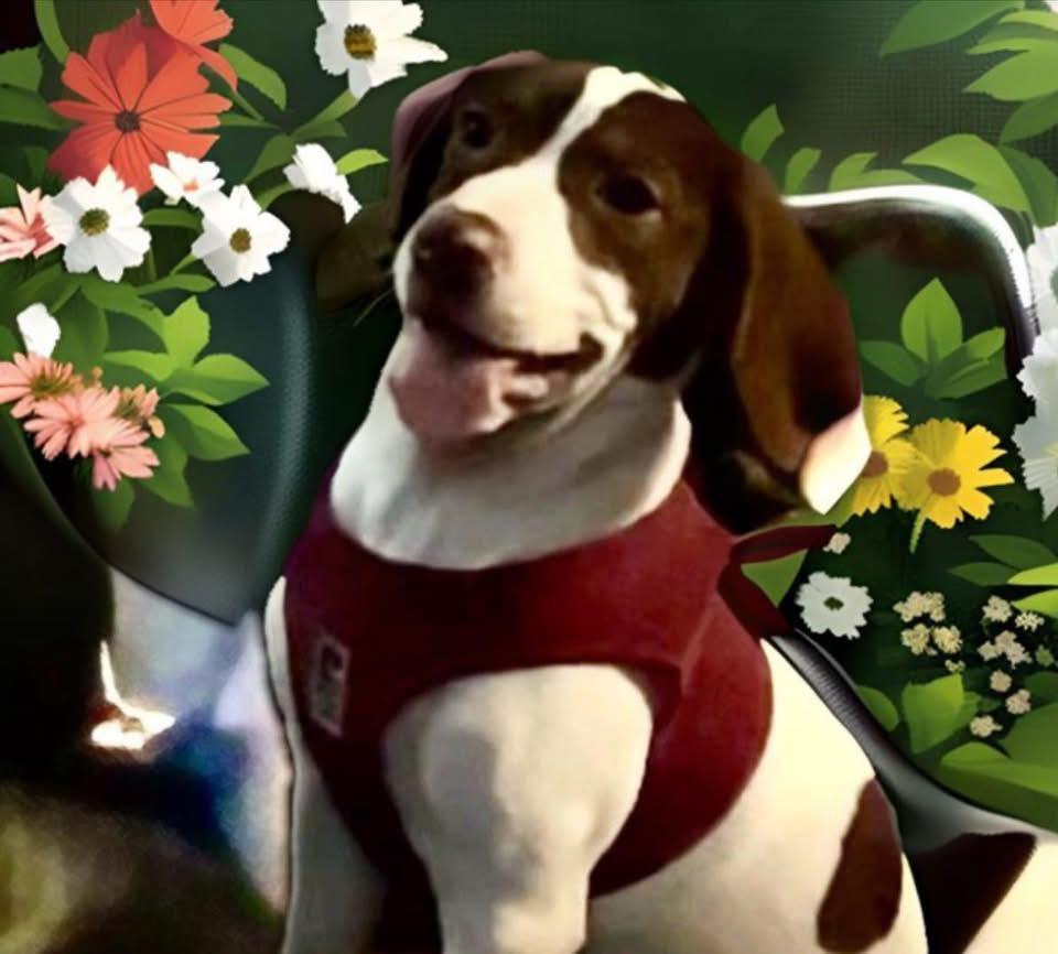 Enlarge Maryann, a ADOPTABLE mixed breed in Woodbury, NJ image 1/2