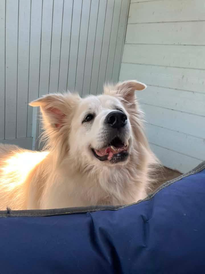 Enlarge Farrah, a ADOPTABLE mixed breed in Silvana, WA image 2/2