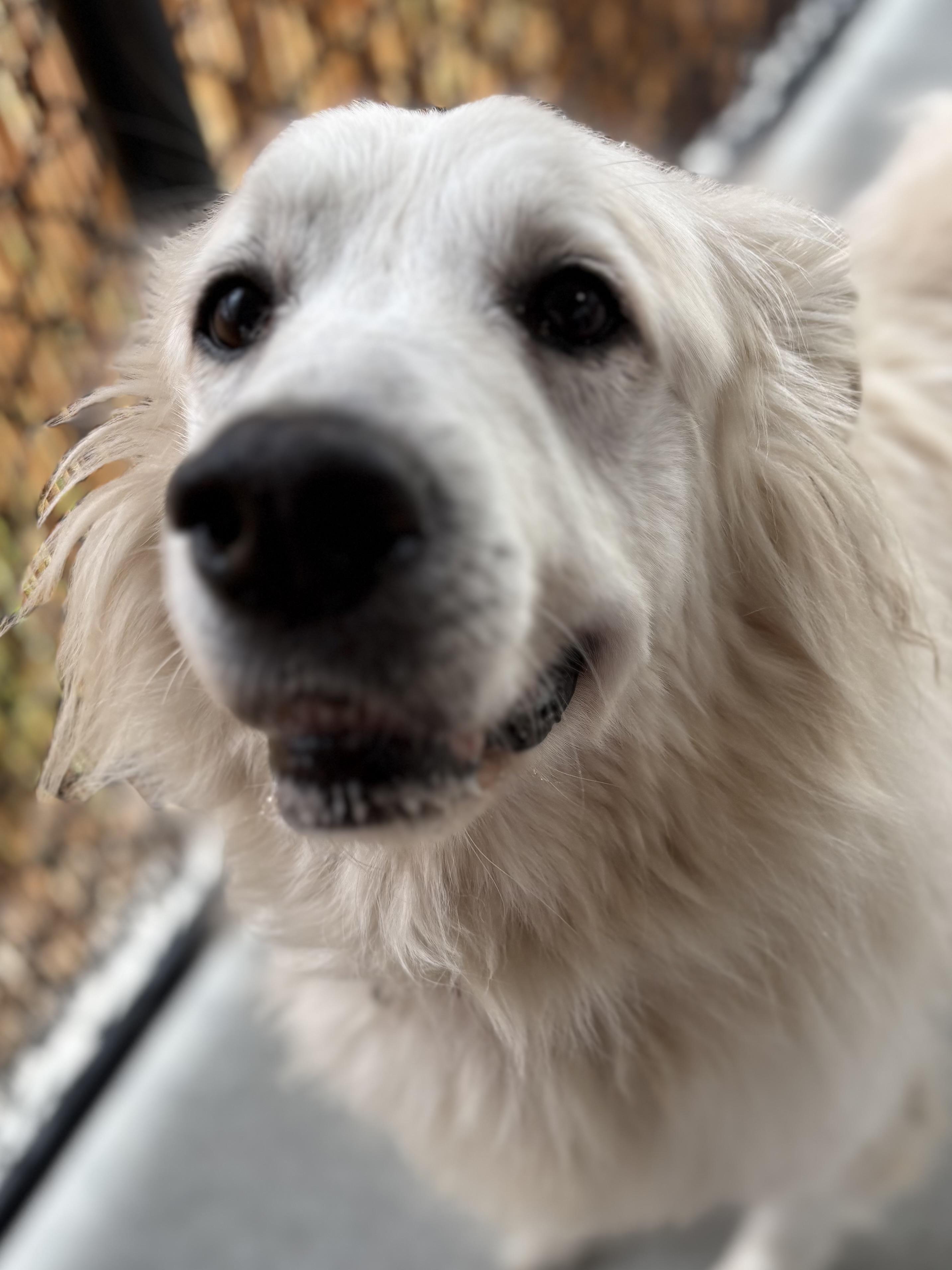 Enlarge Farrah, a ADOPTABLE mixed breed in Silvana, WA image 1/2