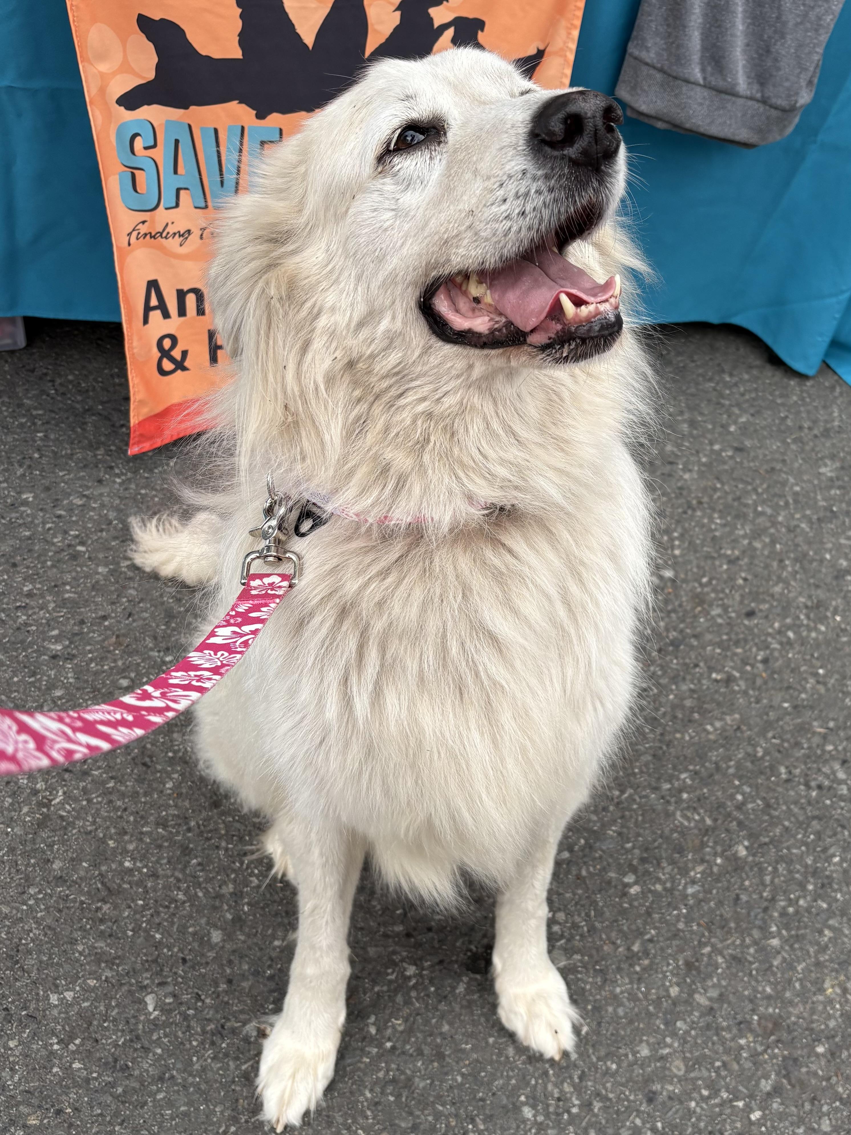 Farrah, an adoption pending mixed breed in Silvana, WA image 3/3