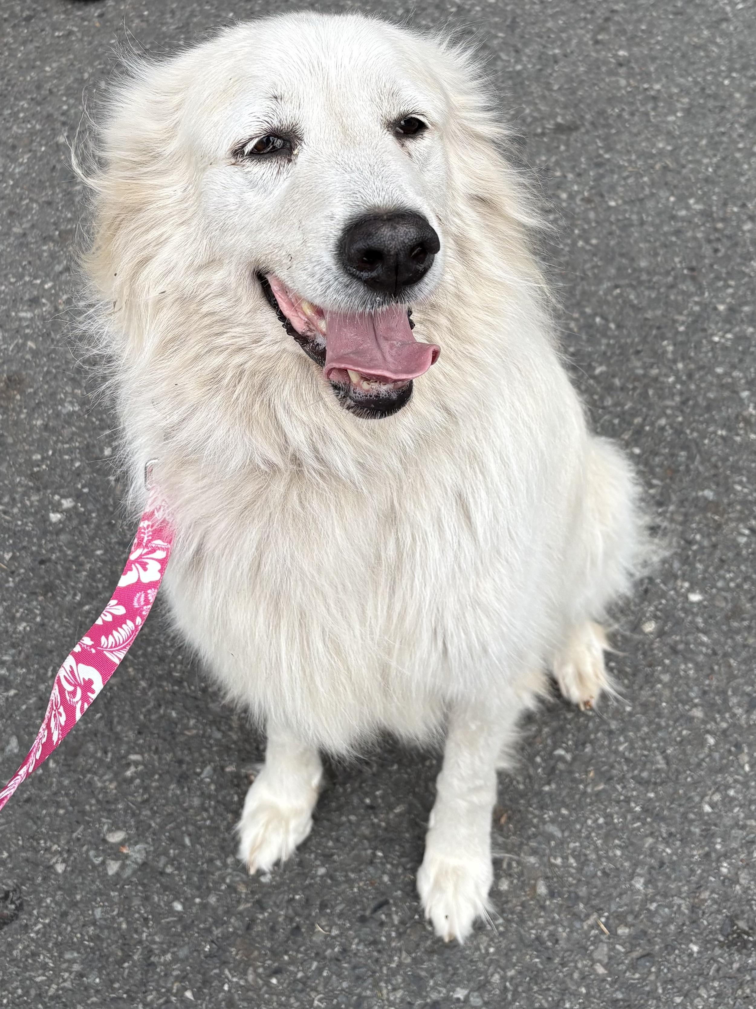 Farrah, ADOPTABLE, Senior Female Great Pyrenees.