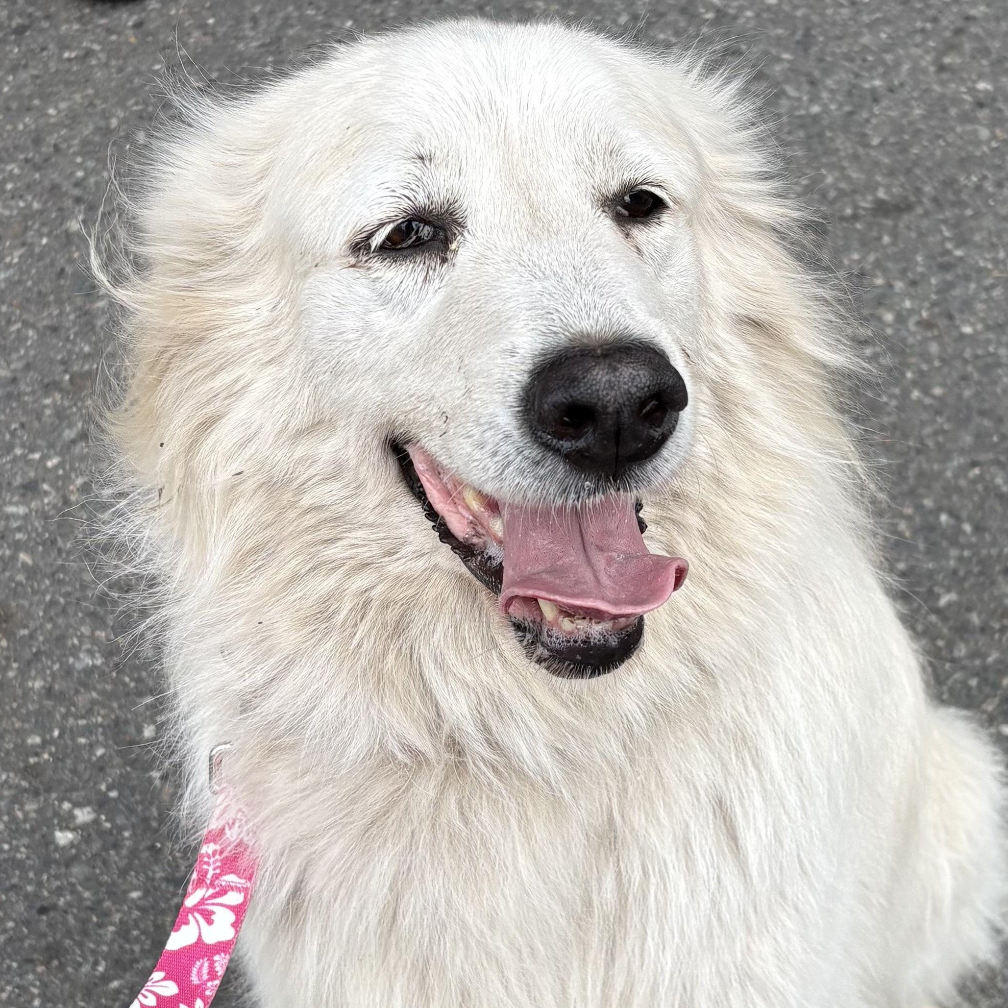 Farrah, an adoption pending mixed breed in Silvana, WA image 1/3