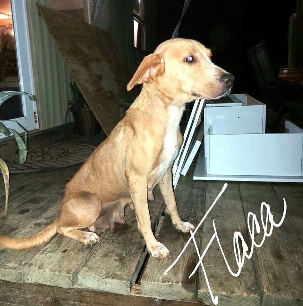 Enlarge Flaca, a Adopted mixed breed in St. Petersburg, FL image 1/1