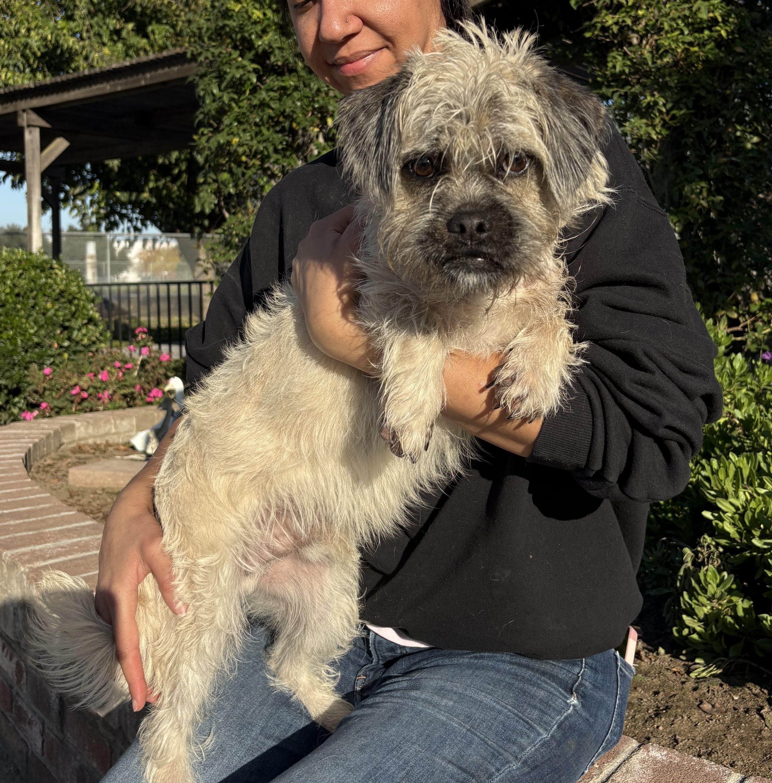 Griff, Adoptable, Young Male Brussels Griffon.