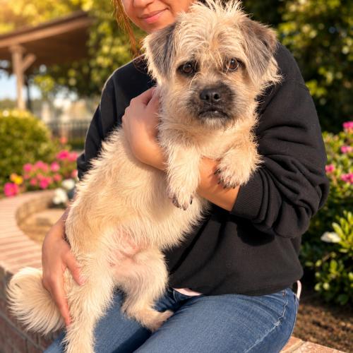 Griff, Adoptable, Young Male Brussels Griffon.