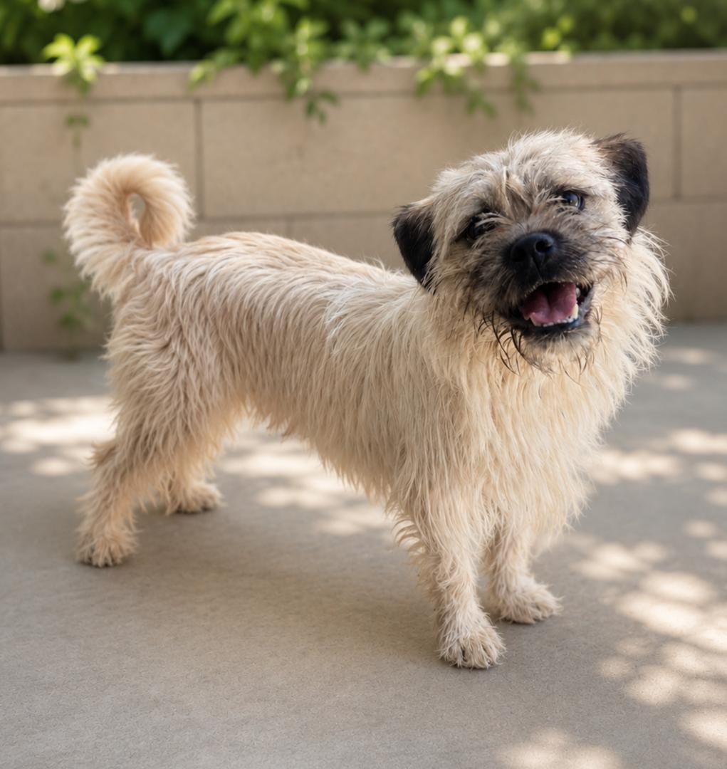 Enlarge Griff, a Adoptable Brussels Griffon in Lathrop, CA image 2/2