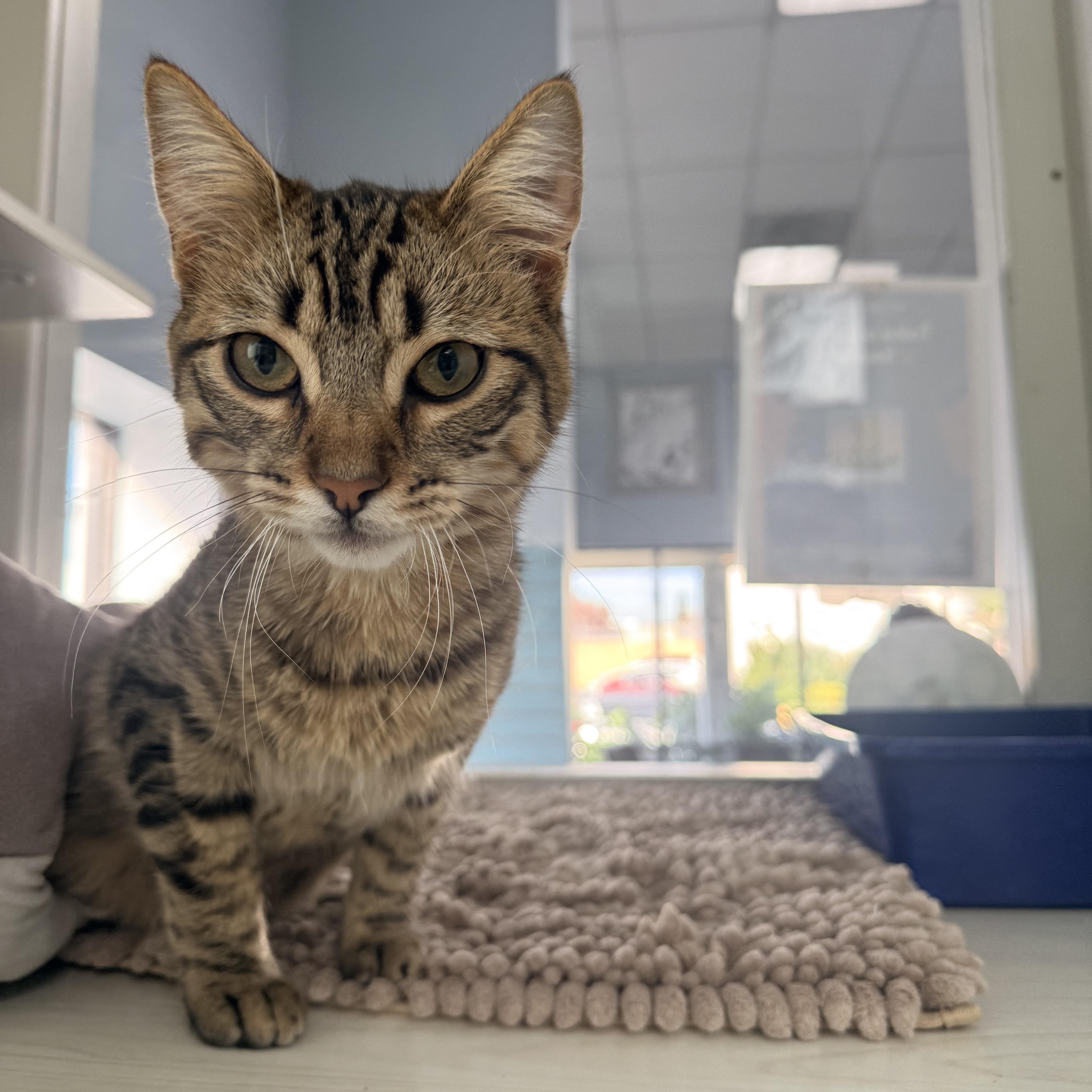 Enlarge Tiger, a ADOPTABLE Domestic Short Hair in Torrance, CA image 3/3
