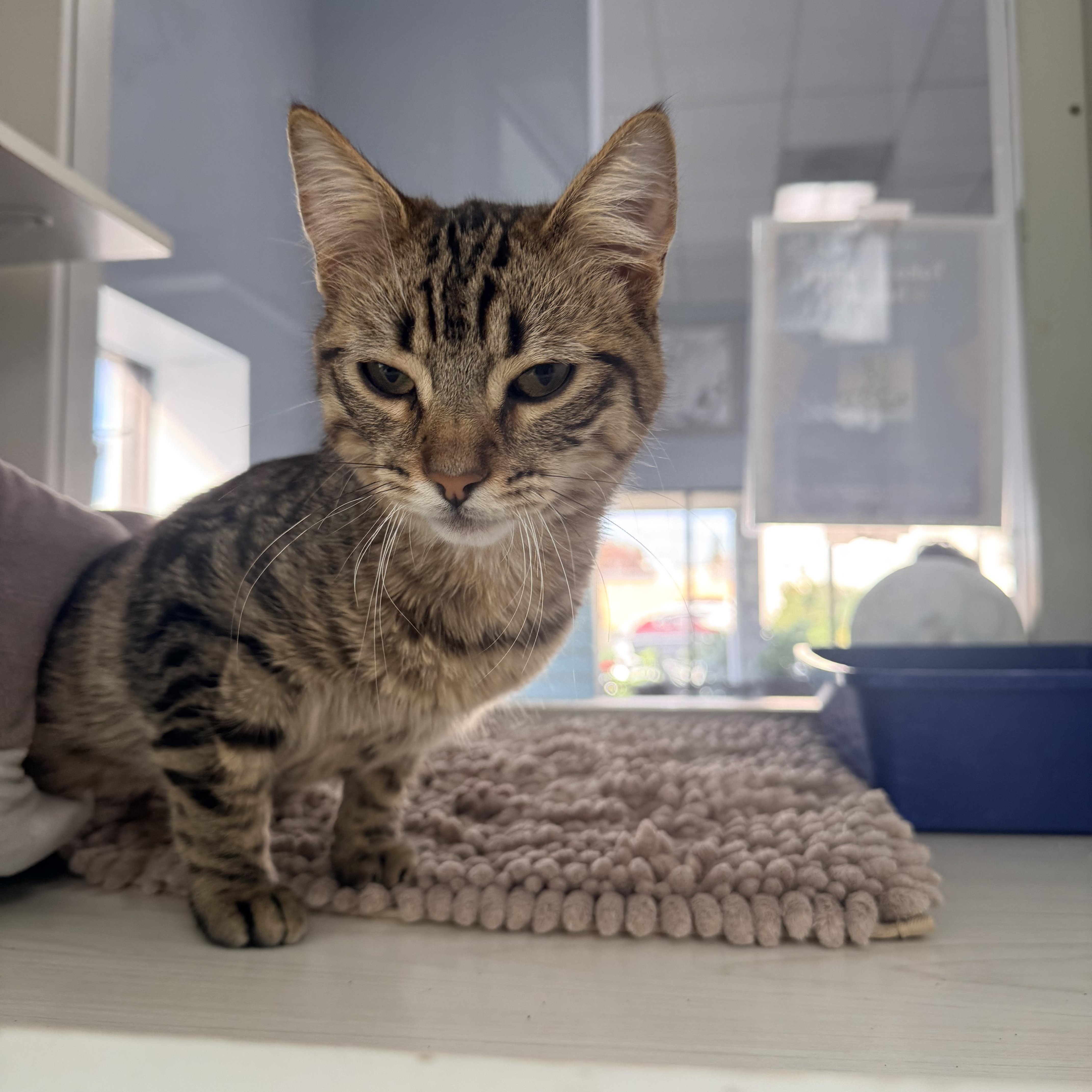 Enlarge Tiger, a ADOPTABLE Domestic Short Hair in Torrance, CA image 2/3