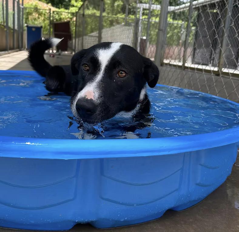 Lady, Adopted, Adult Female Australian Shepherd.
