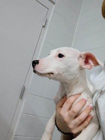 Enlarge Melody, a Adoptable mixed breed in Beatrice, NE image 2/2