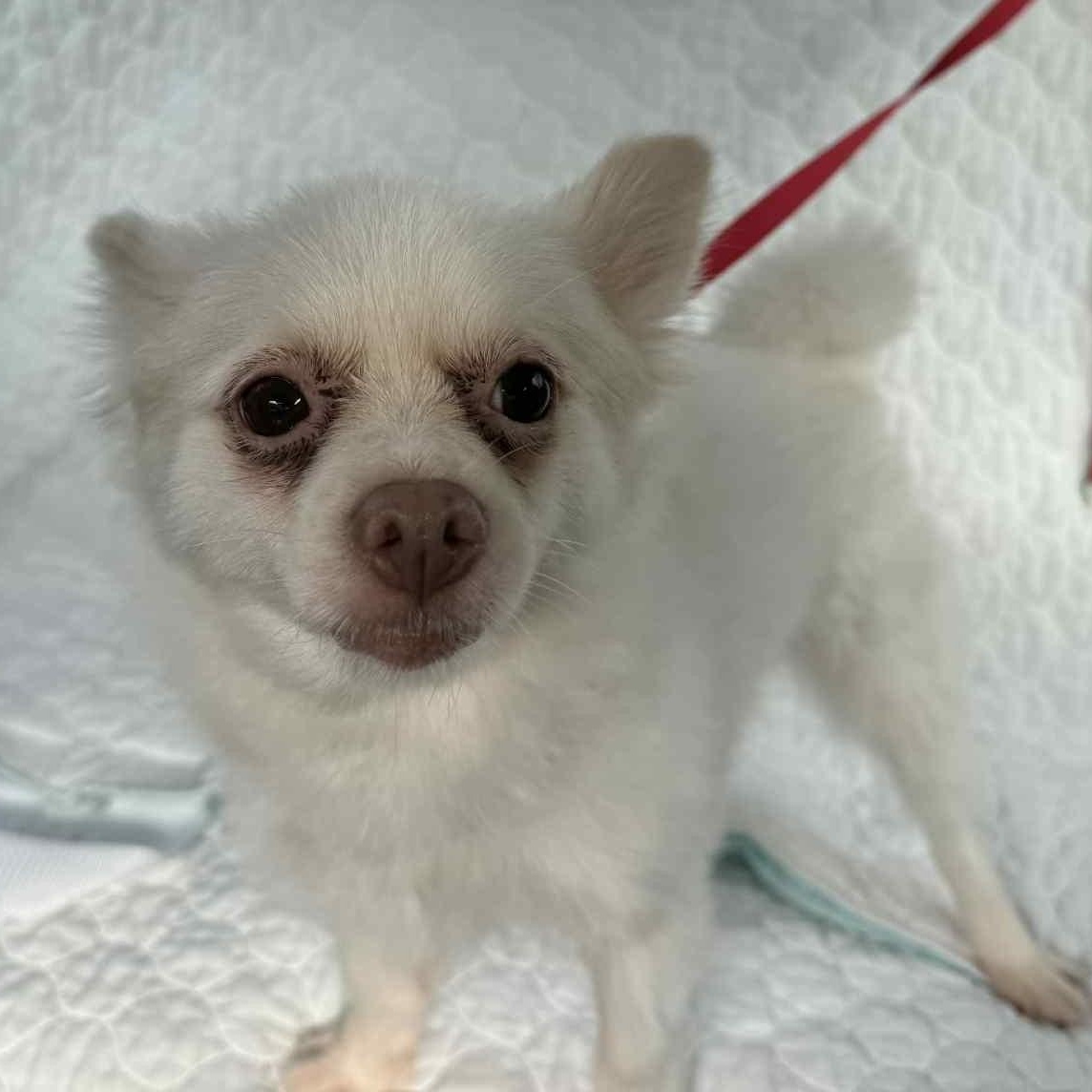 Lolly, adopted, Young Female Chihuahua.
