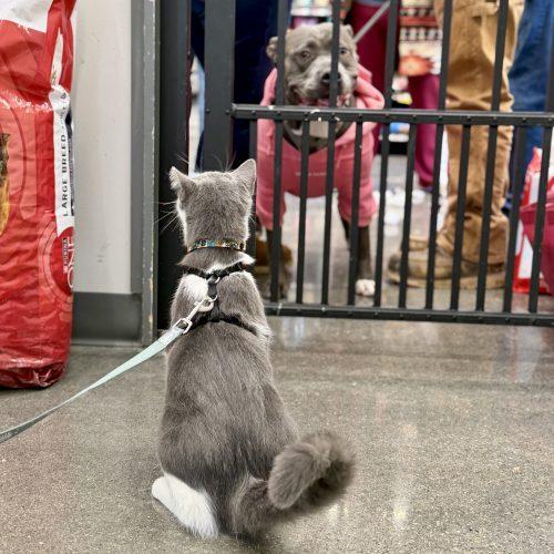 Brisby, a Adoptable Domestic Short Hair in Georgetown, KY image 2/5