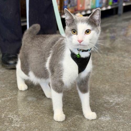 Brisby, a Adoptable Domestic Short Hair in Georgetown, KY image 3/5