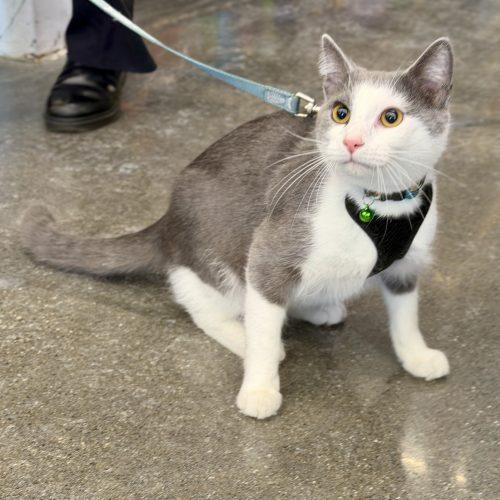 Brisby, a Adoptable Domestic Short Hair in Georgetown, KY image 4/5