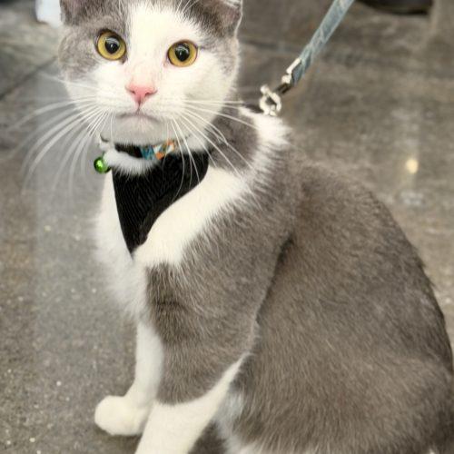 Brisby, a Adoptable Domestic Short Hair in Georgetown, KY image 1/5