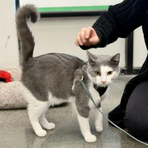 Brisby, a Adoptable Domestic Short Hair in Georgetown, KY image 5/5