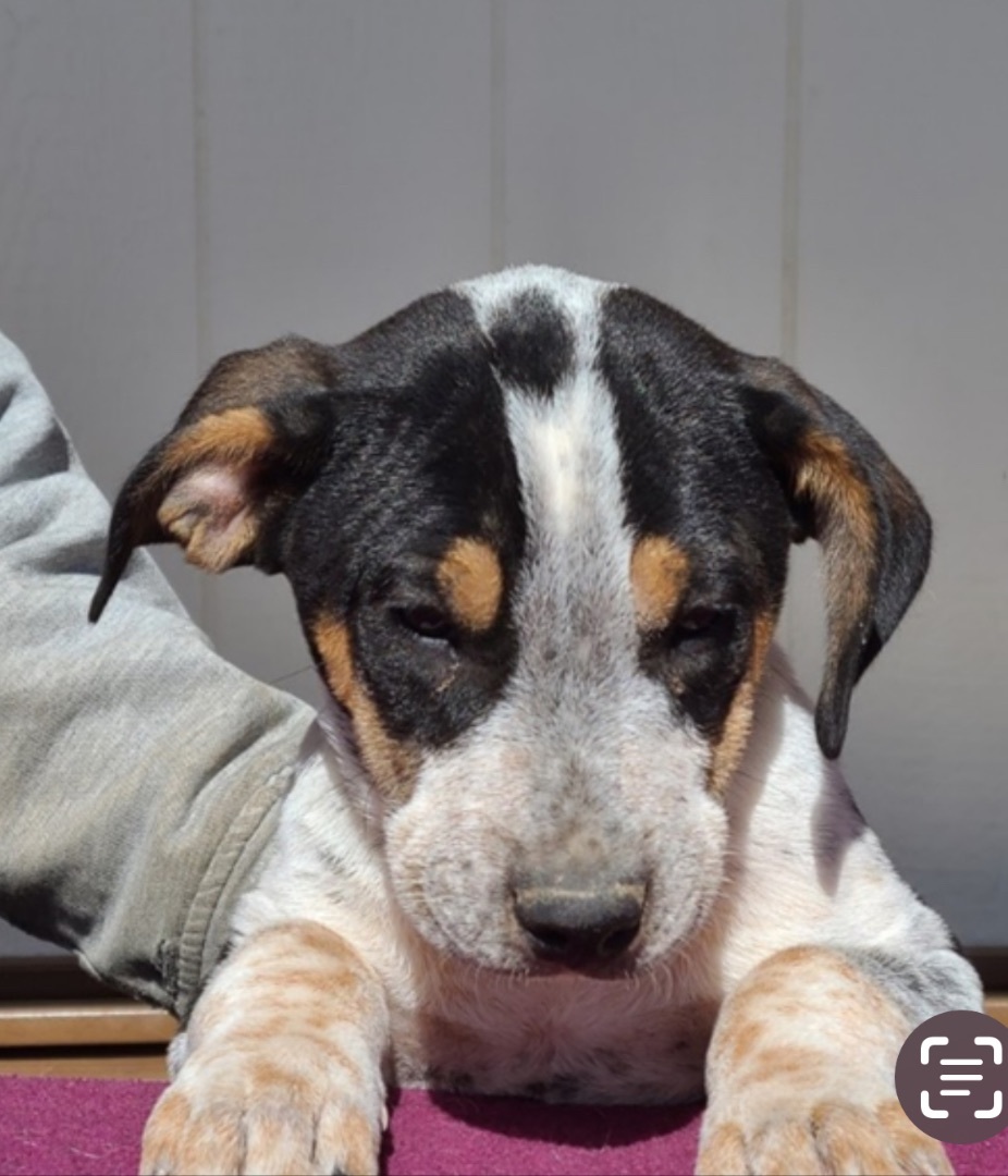 Jellybean , a Adopted mixed breed in Manteca, CA image 1/3