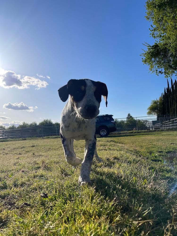 Jellybean , Adopted, Puppy Male Australian Cattle Dog / Blue Heeler & Foxhound.