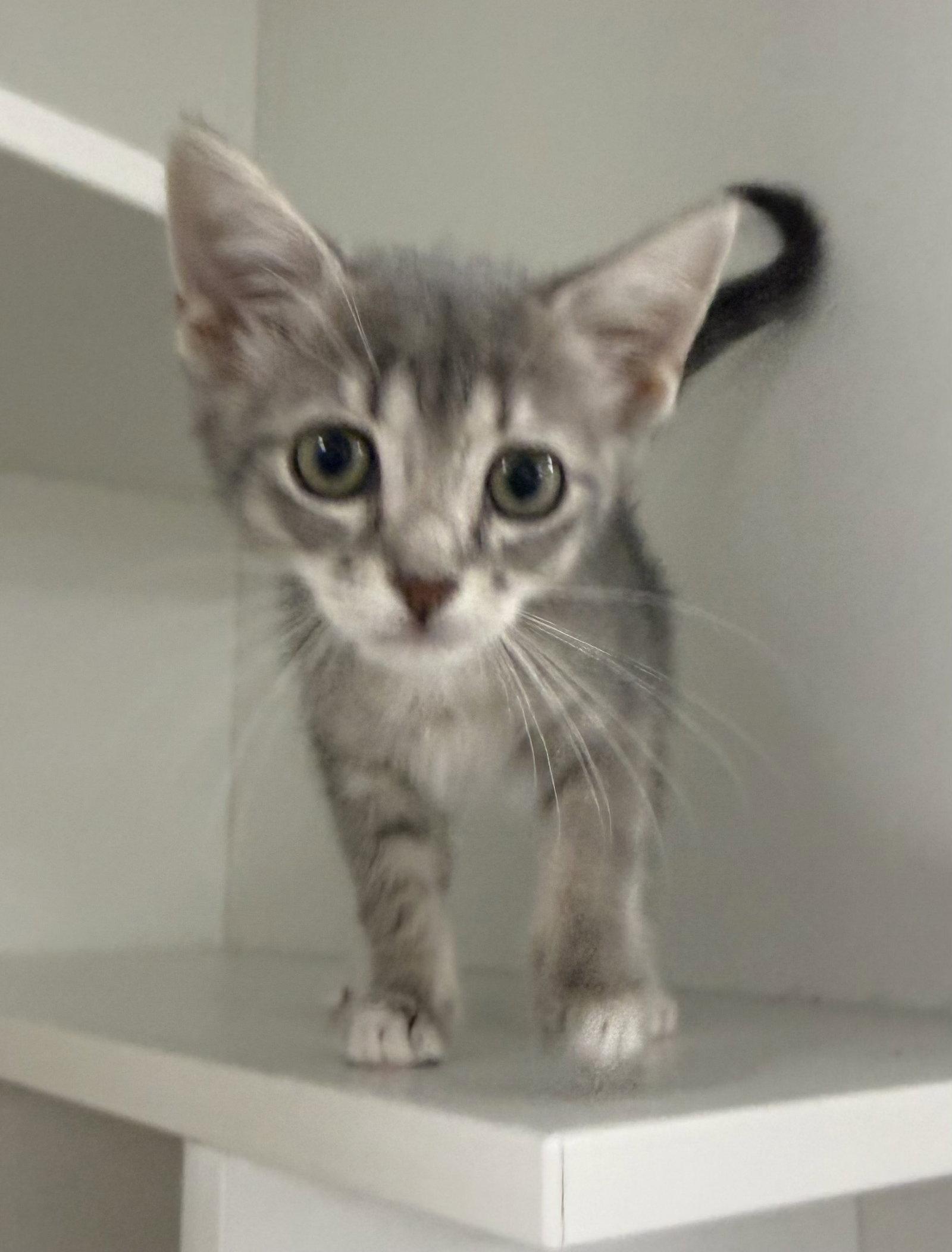 Baby Jane Doe, a Adopted Domestic Short Hair in Satellite Beach, FL image 1/2