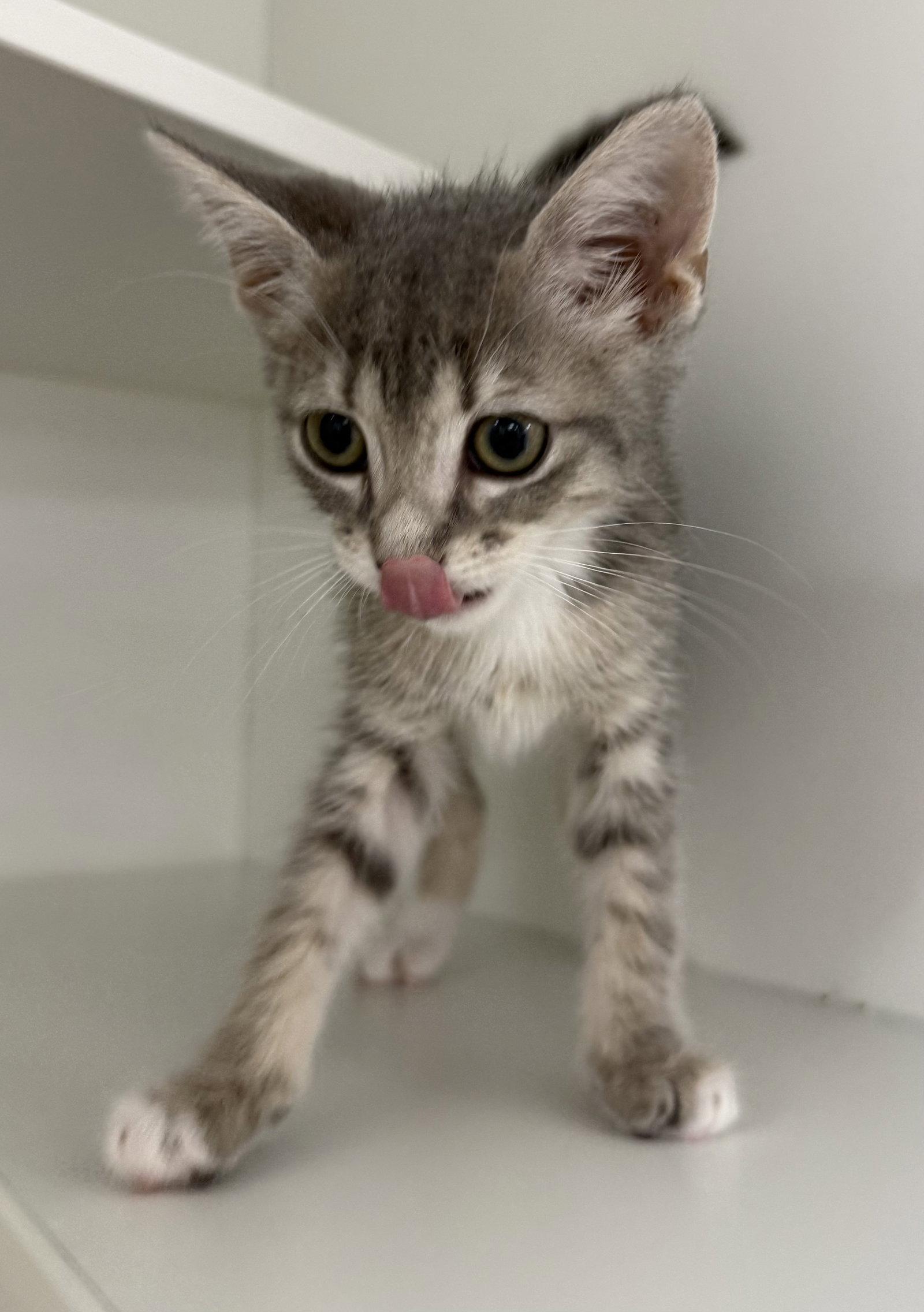 Baby Jane Doe, a Adopted Domestic Short Hair in Satellite Beach, FL image 2/2