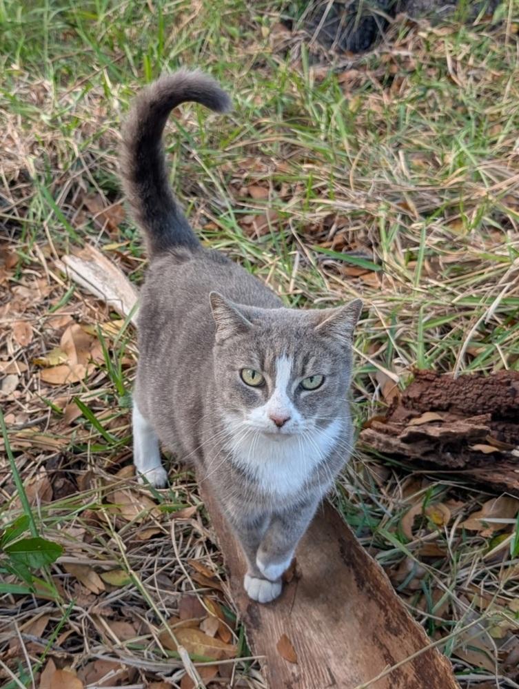 Enlarge Clover, a Adoptable mixed breed in Tampa, FL image 2/2